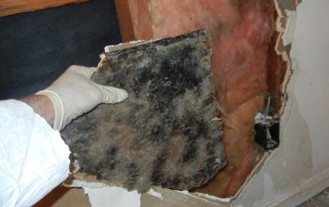 Mold Damage Insurance Claims